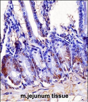 Mouse Hoxb7 Antibody (Center)