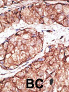 M TLR5 Antibody (N-term)