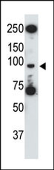 Mouse TLR5 Antibody (C-term)