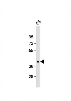 Connexin 43 Antibody (N-term)