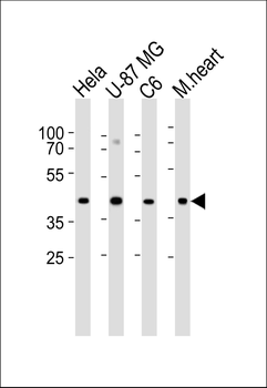 Connexin 43 Antibody (N-term)