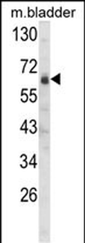 SIGLEC12 Antibody (C-term)
