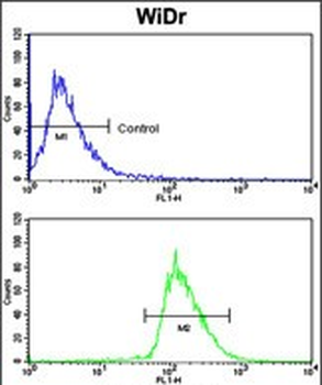 BMPR1A Antibody (N-term)