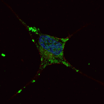 ELP2 Antibody (C-term)
