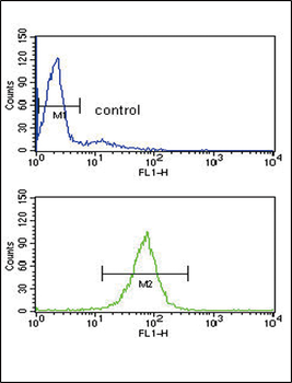 ARHGDIA Antibody (C-term)