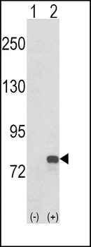 GMPS Antibody (C-term)