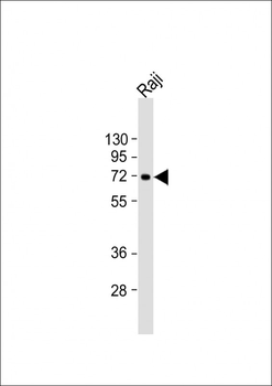 ZBTB7C Antibody (Center)