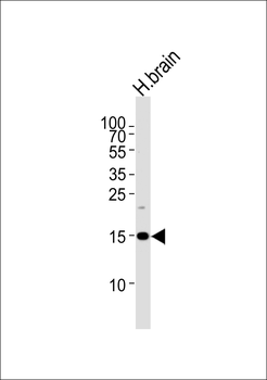 SPRN Antibody (C-term)