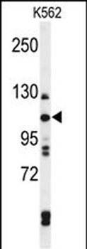 TELO2 Antibody (C-term)