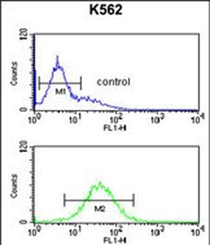 TELO2 Antibody (C-term)