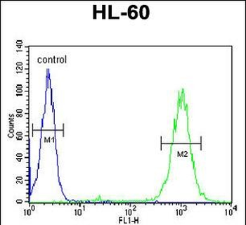 BLM Antibody (C-term)