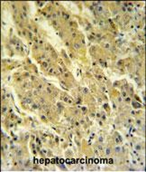 PSG7 Antibody (C-term)