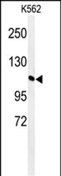GTD2A Antibody (C-term)