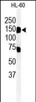 T131L Antibody (C-term)