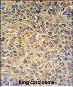 EXOC3L2 Antibody (N-term)