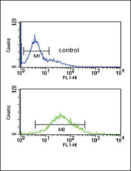 ZFYVE16 Antibody (N-term)