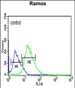 PIANP Antibody (N-term)