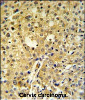 C2orf49 Antibody (N-term)
