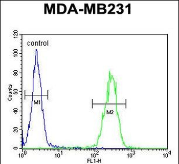 IL1F6 Antibody (Center)