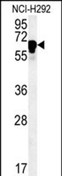 TTC26 Antibody (C-term)