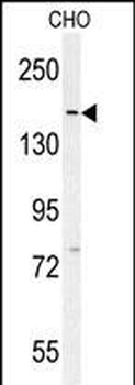 DAAM1-T361 Antibody (N-term)