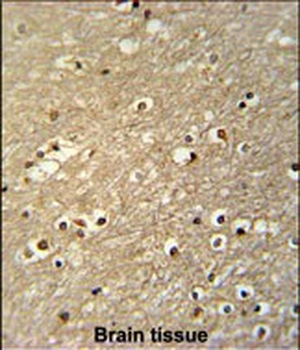 TFAP4 Antibody (C-term)