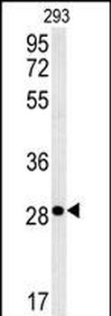 EpCAM Antibody (N-term)