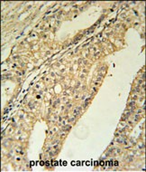 TMEM134 Antibody (N-term)