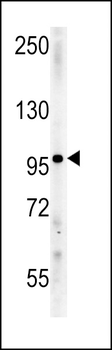 IPO9 Antibody (N-term)