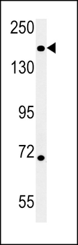 DI3L1 Antibody (N-term)