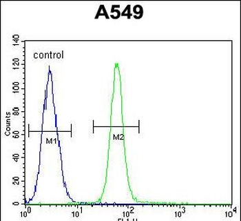ZMYND10 Antibody (C-term)