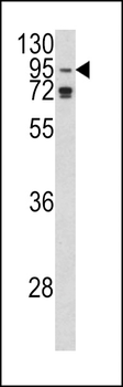 AGO1 Antibody (N-term)
