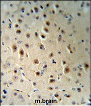 AGO1 Antibody (N-term)