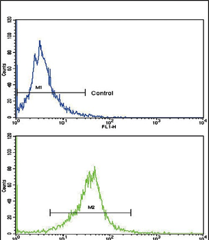 CACNG5 Antibody (C-term)