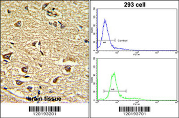 NUP155 Antibody (N-term)