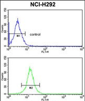 RGP1 Antibody (C-term)
