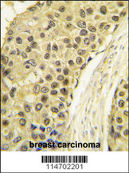 CCNA2 Antibody (C-term)