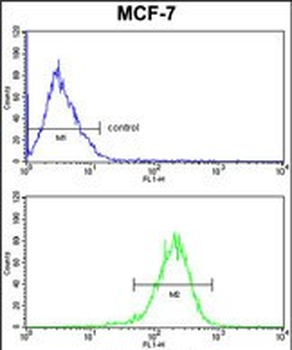 C1QA Antibody (C-term)