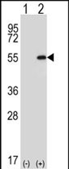 DDX39 Antibody (Center Y265)