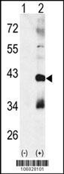 MAPK11 Antibody (Center)