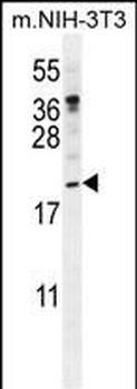 PTN Antibody (N-term)