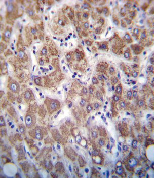 APOC2 Antibody (Center)