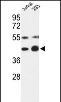 COPS3 Antibody (Center)
