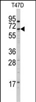 CYP4X1 Antibody (N-term)