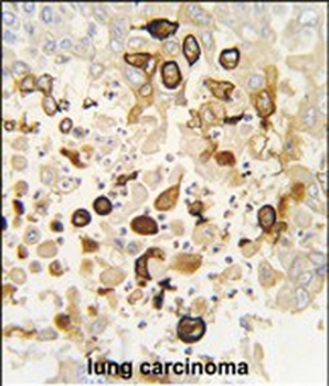 CYP4X1 Antibody (N-term)