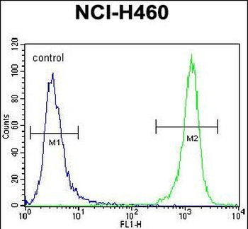DGKQ Antibody (C-term)