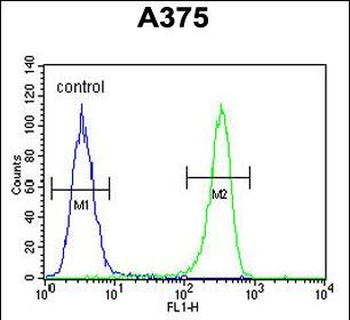 DSC1 Antibody (C-term)