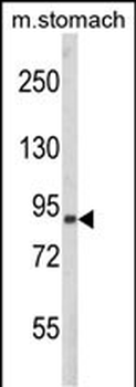 PARD3 Antibody (C-term)