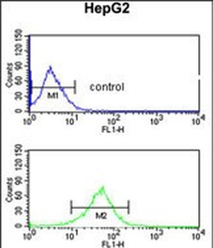 AGPAT3 Antibody (Center)