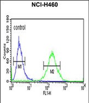 XPA Antibody (C-term)